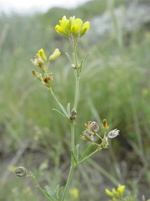 Image of Medicago cancellata specimen.