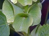 Moluccella laevis