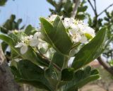 Crataegus azarolus