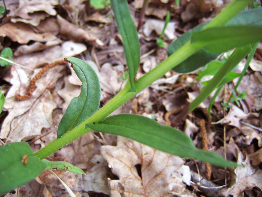 Image of Pulmonaria angustifolia specimen.