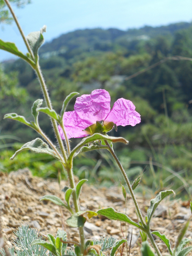 Image of Cistus tauricus specimen.