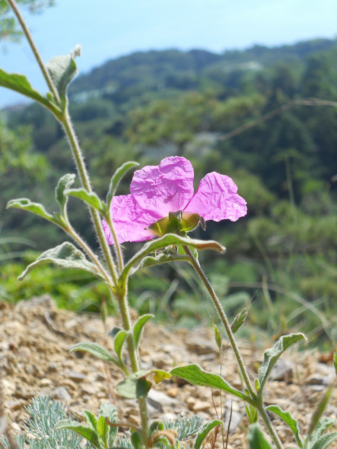 Изображение особи Cistus tauricus.