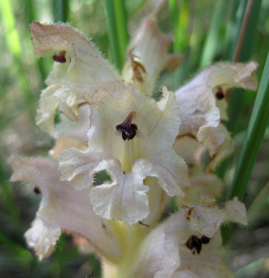 Image of Orobanche caryophyllacea specimen.