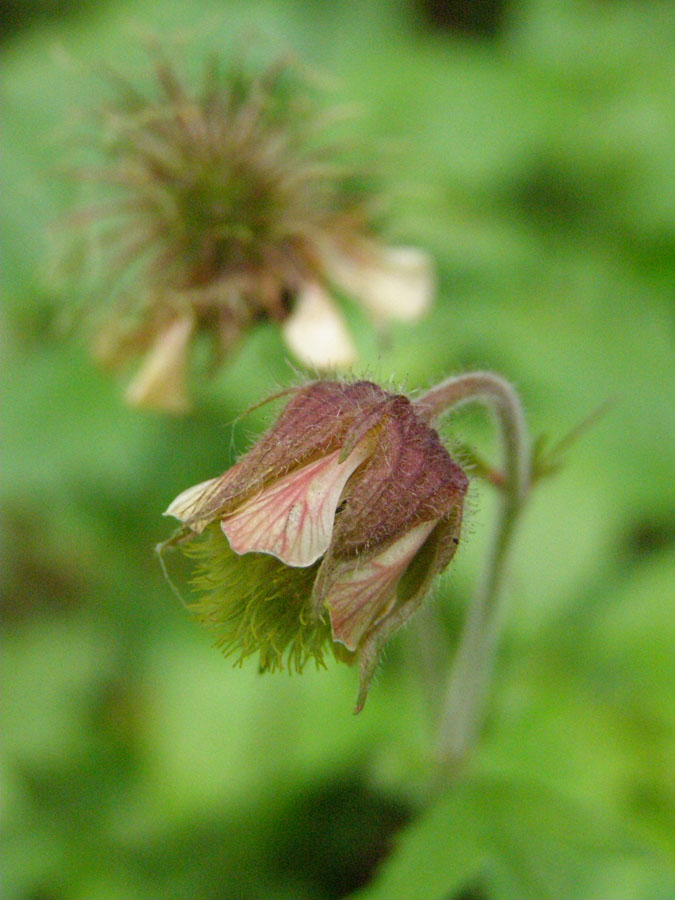 Image of Geum rivale specimen.