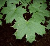 Acer platanoides