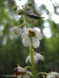 Pyrola rotundifolia
