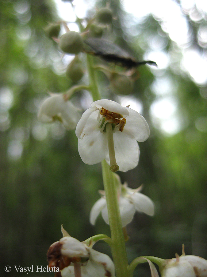 Image of Pyrola rotundifolia specimen.