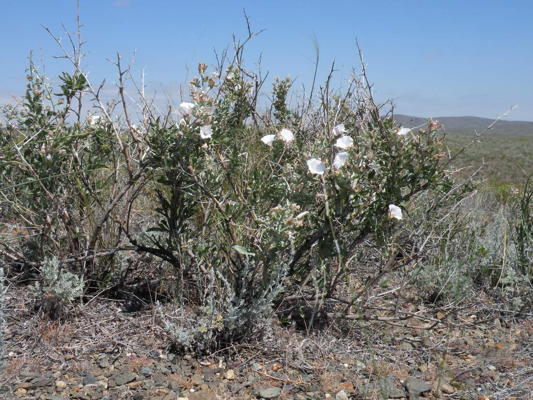 Изображение особи Convolvulus fruticosus.