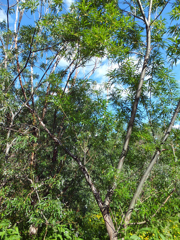 Image of Salix schwerinii specimen.