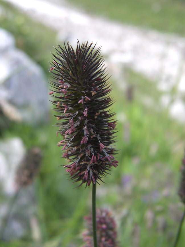 Изображение особи Phleum alpinum.