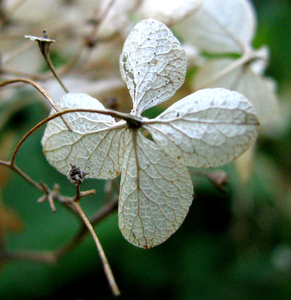Image of Hydrangea arborescens specimen.