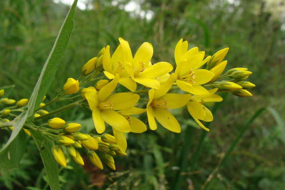 Изображение особи Lysimachia vulgaris.