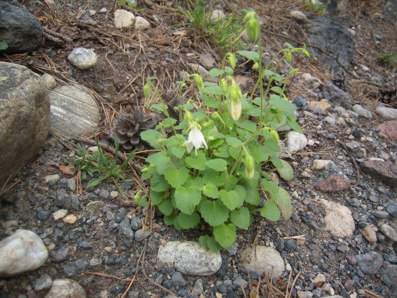 Изображение особи Campanula pendula.