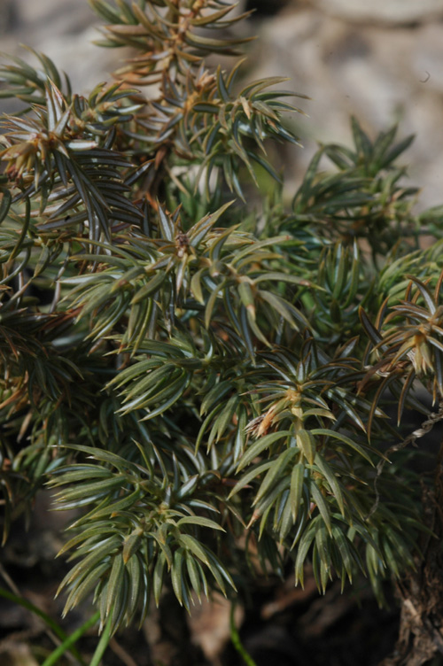 Image of Juniperus sibirica specimen.