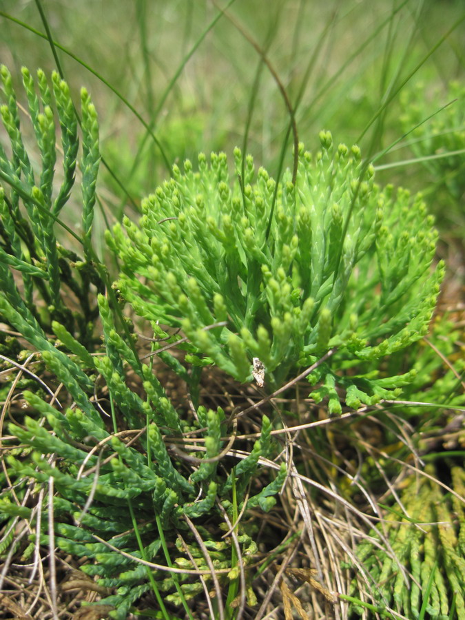 Image of Diphasiastrum tristachyum specimen.