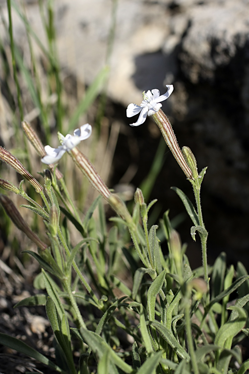 Изображение особи Silene guntensis.