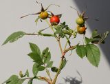 Rosa carolina