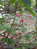 Euonymus latifolius