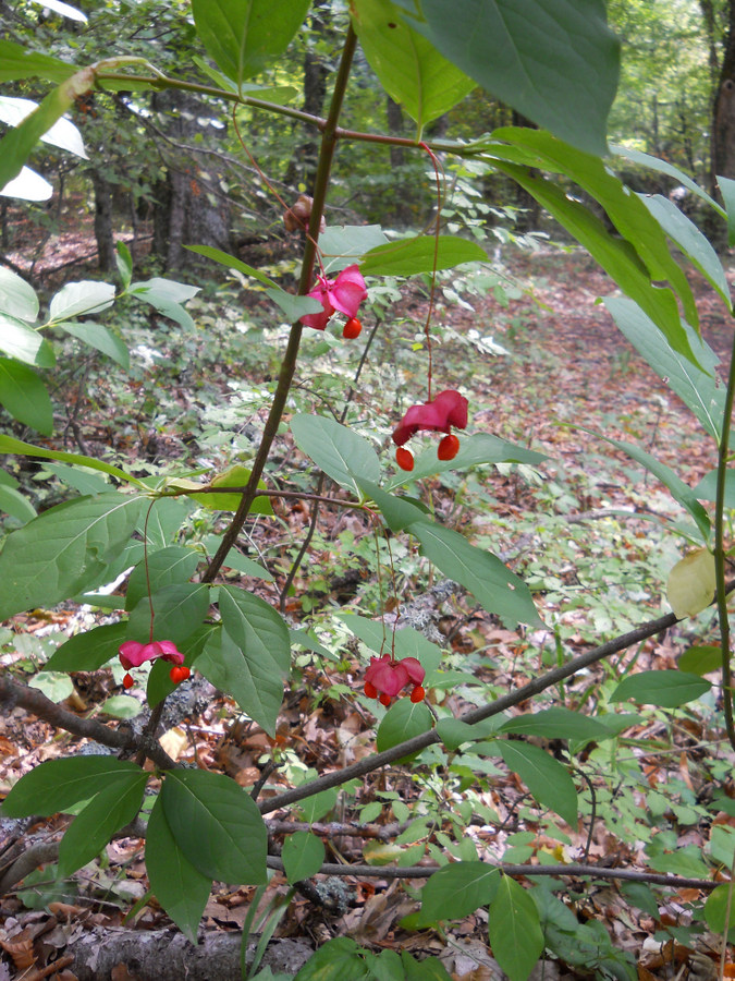 Изображение особи Euonymus latifolius.