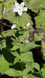 Gadellia lactiflora