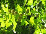 Platanus orientalis. Побеги с соплодиями. Австрия, Вена, Народный парк. 10.09.2012.