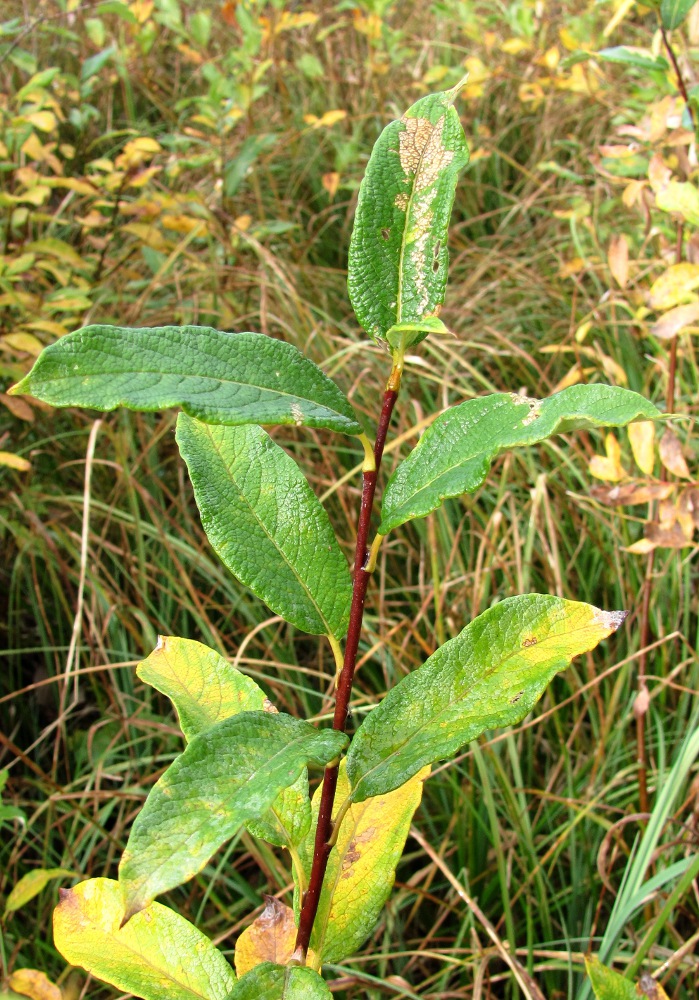 Image of Salix lapponum specimen.