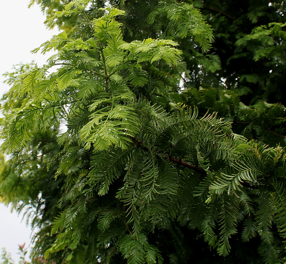 Изображение особи Metasequoia glyptostroboides.