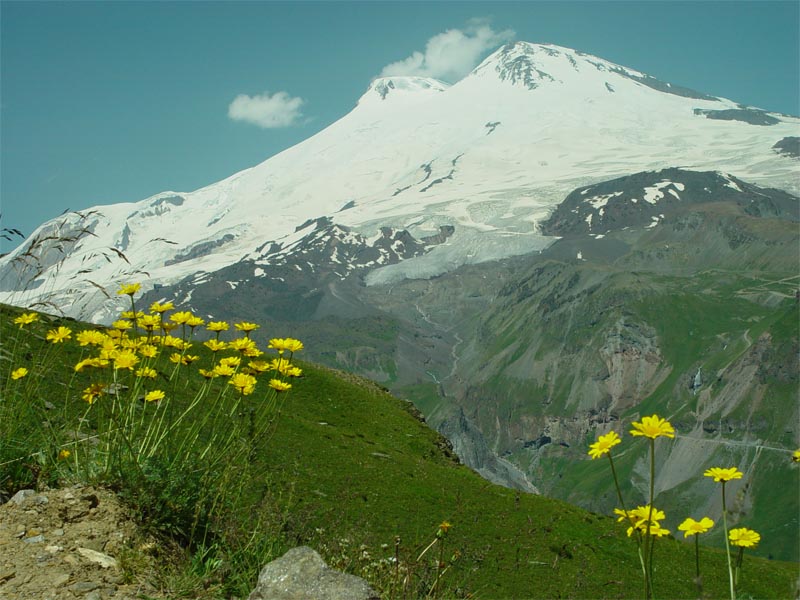 Image of Anthemis sosnovskyana specimen.