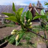 Cerasus vulgaris. Развивающиеся из почки листья и бутоны. Свердловская обл., окр. г. Североуральск, дачный участок. 09.06.2013.