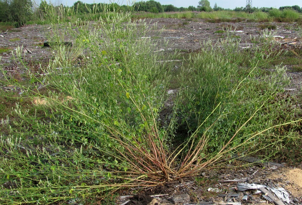 Image of Melilotus albus specimen.