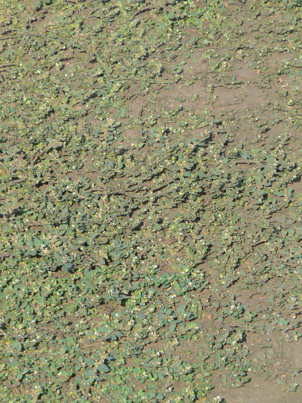 Image of Polygonum arenastrum specimen.