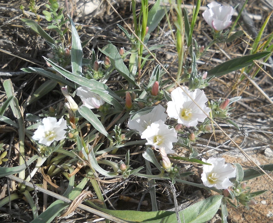 Изображение особи Convolvulus lineatus.