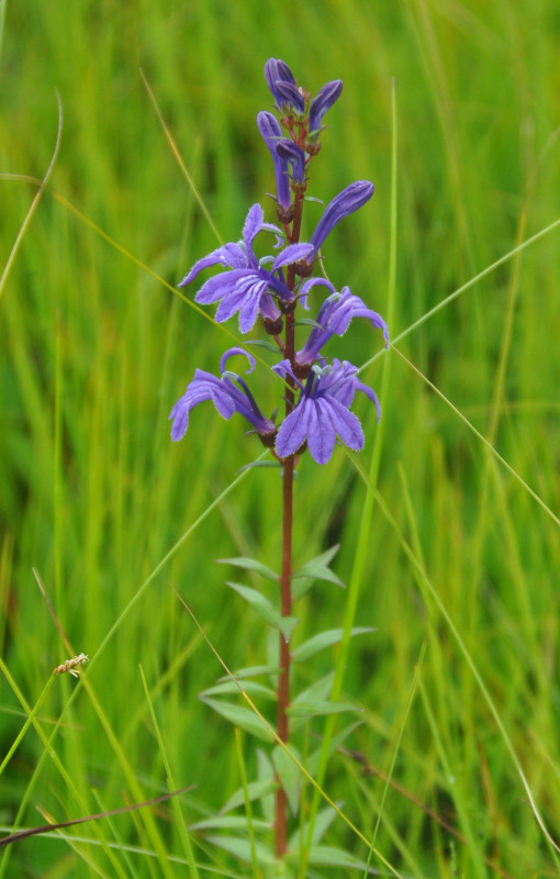 Изображение особи Lobelia sessilifolia.