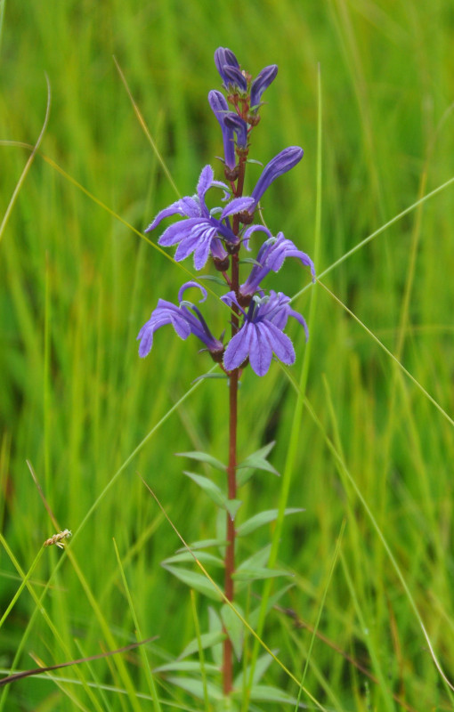 Изображение особи Lobelia sessilifolia.