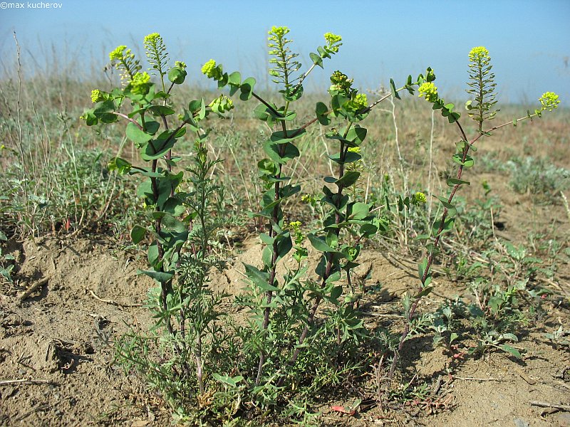 Изображение особи Lepidium perfoliatum.