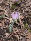 Erythronium caucasicum