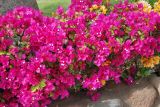 Bougainvillea glabra. Цветущие растения. Египет, Синай, Шарм-эль-Шейх, в культуре. 19.02.2009.