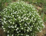 Stellaria dichotoma