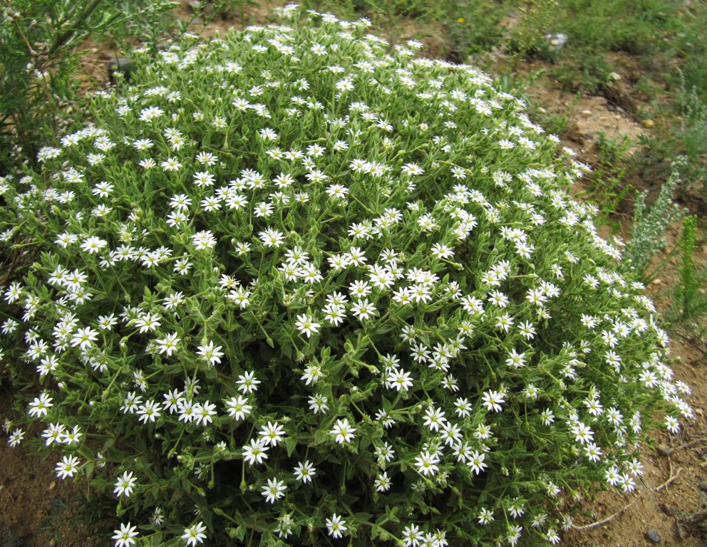 Image of Stellaria dichotoma specimen.