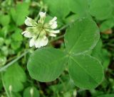Trifolium repens. Соцветие и лист. Кыргызстан, Иссык-Кульская обл., Григорьевское ущелье. 08.08.2011.