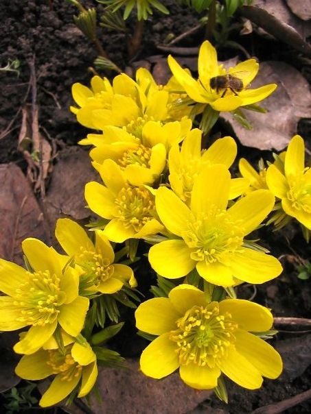 Image of Eranthis × tubergenii specimen.