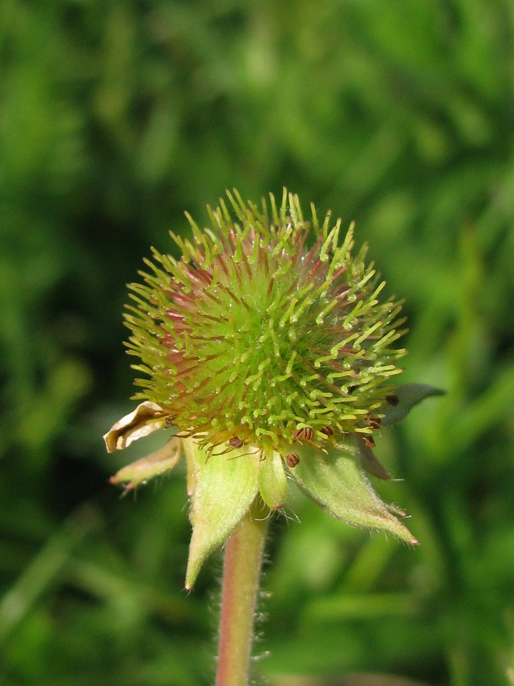 Изображение особи Geum aleppicum.