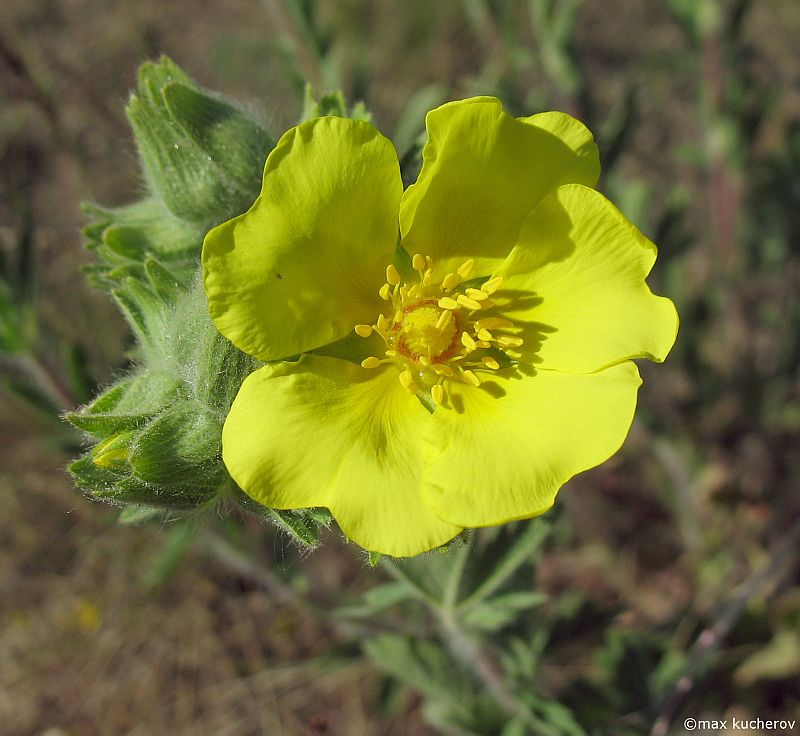 Image of Potentilla astracanica specimen.