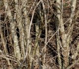 Kolkwitzia amabilis. Нижняя часть покоящегося взрослого растения. Германия, г. Кемпен, в городском саду. 05.03.2013.