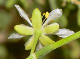 Tetraena dumosa