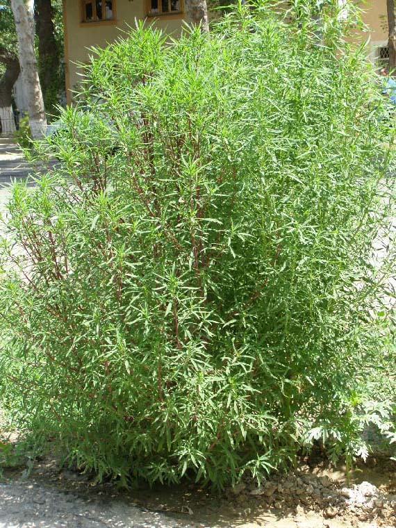 Image of Bassia scoparia specimen.