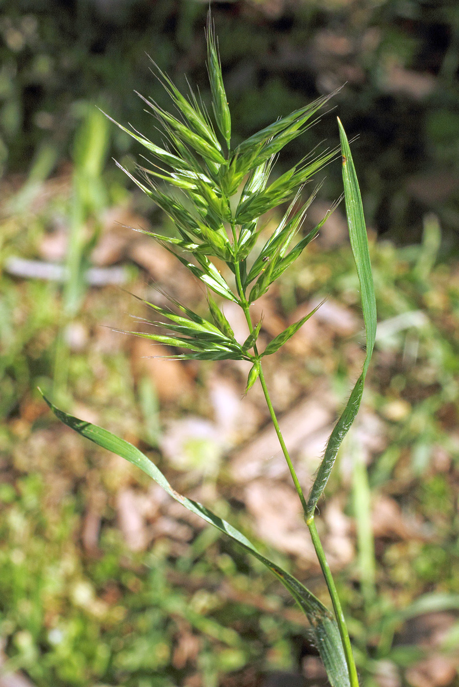 Image of Bromus scoparius specimen.