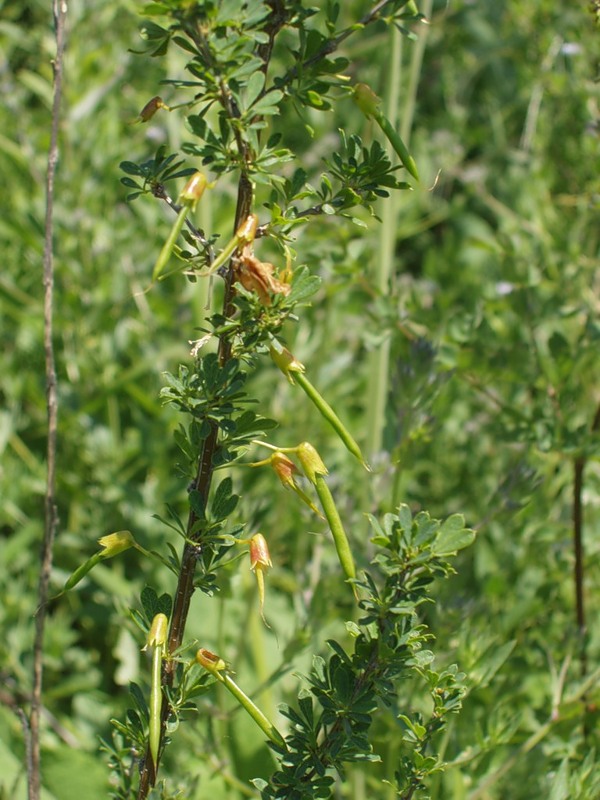Image of Caragana frutex specimen.
