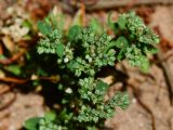 Polycarpon tetraphyllum. Верхушка цветущего и плодоносящего растения. Израиль, Шарон, г. Герцлия, рудеральное местообитание. 02.06.2013.