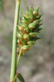 Carex extensa. Соплодие и часть стебля. Крым, пересыпь оз. Донузлав. 8 июня 2013 г.